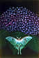 ���R����
