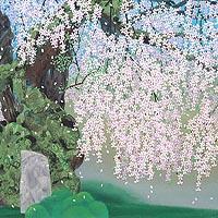 常照皇寺の九重桜
