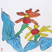 百日草