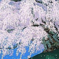 三春櫻爛漫