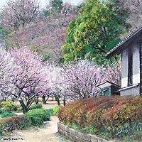 梅花咲く