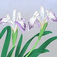 花の瞬間{かきつばた)6月