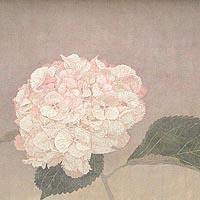 紫陽花
