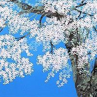 富士桜
