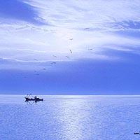 光る海