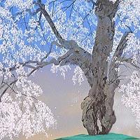 常照皇寺の九重桜