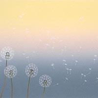 Dandelion 1
