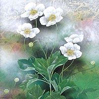 貴船菊