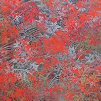 花鳥風月