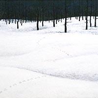 雪の林