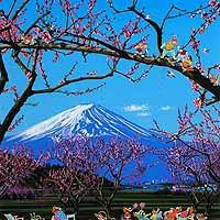 富士の花見
