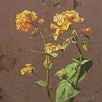 なの花