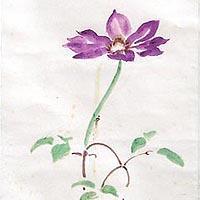 鉄線花(掛け軸)
