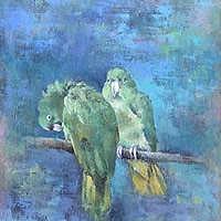 インコ