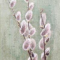 赤芽柳