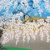 神田の大糸櫻