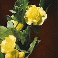 薔薇
