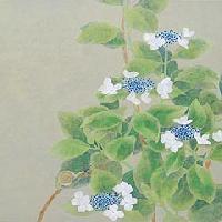 八仙花