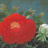 富貴花