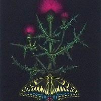 薊
