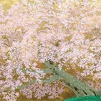 阿蘇一心行の櫻